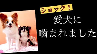 愛犬に噛まれました！[元保護犬チワワとパピヨンのかほご犬s]犬のいる暮らし/愛犬と楽しく過ごすために