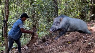 BABI BESAR !!! HUTAN PINUS KELUAR DAN MELINTAS DEPAN KAMERA||WILD BOARD HUNTING||AMAZING HUNTING