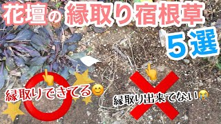 【宿根草】花壇の縁取り宿根草5選✋ / 土の流出が止まらないお庭を宿根草で食い止めろ‼️/ 紹介\u0026植栽 / 境界線を縁取って、花まで楽しめて、グランドカバーもできる最強宿根草【ガーデニング】