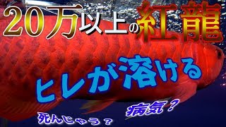 一匹20万越えの紅龍が病気！？全てのヒレが溶けだす。。。治るのか？