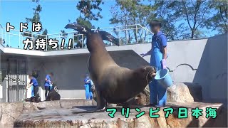 【マリンピア日本海】トドの給餌解説と赤ちゃん