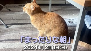 我が家の猫たち「まったりな朝」2024年12月8日(日) \