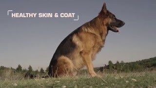 Nemački ovčar - Royal Canin German Shepherd hrana za nemačke ovčare