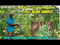 ஆடிப்பட்டம் முதல் அறுவடை | Pole Beans அறுவடை | பீன்ஸ்ல அதிக விளைச்சல் எடுப்பது எப்படி?