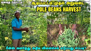 ஆடிப்பட்டம் முதல் அறுவடை | Pole Beans அறுவடை | பீன்ஸ்ல அதிக விளைச்சல் எடுப்பது எப்படி?