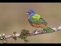 Attracting Painted Buntings