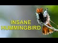 RARE HUMMINGBIRD We Found in the Amazon