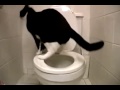 Video Lucu Kucing Lagi Beol Terus Diminum Tainya (WAJIB NONTON)