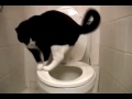 Video Lucu Kucing Lagi Beol Terus Diminum Tainya (WAJIB NONTON)