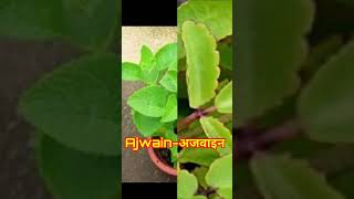 Top 5 Medicinal Plants औषधि गुण वाले 5 सबसे अच्छे पौधे