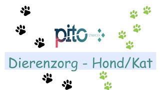 PITO Stabroek - Dierenzorg: praktijk hond \u0026 kat