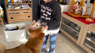 新しいおもちゃに興奮し過ぎて４歳娘にたしなめられる柴犬おねーちゃん