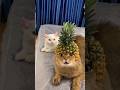 cute pineapple cat😻 #cat  #shortvideo