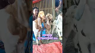 পাঠা সহ ৫ টি ছাগল ৬৫ হাজার টাকা #goat #goatfarming #animals #goat_price