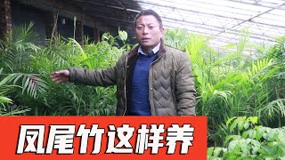 Green plants and flowers Phoenix-tail bamboo, maintenance can not do without these tricks