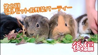 第２回モルモットお野菜パーティー！【後編】　自由に動きまわって食べるよ