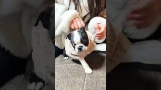 ボストンテリアの赤ちゃんに苦戦しながらも初めて服着せる娘。　#shorts #Bostonterrier