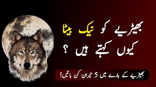 Wisdom of Wolves | Best Motivational Video | Urdu #motivationalvideo