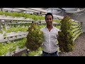 top 20 vertical farming companies in india you need to know