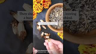 How to save your own marigold seeds | Diary of a Yorkshire Gardener