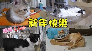 貓咪Live實況#298 新年快樂！四貓在新家第一次跨年的反應 20200101 (MiMi醬＆黑妞＆阿金＆黑輪 歐戀)