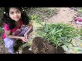 ഇഞ്ചി വിളവെടുപ്പ് harvesting ginger