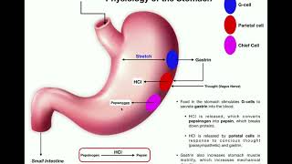 Anatomy & Physiology of the Stomach