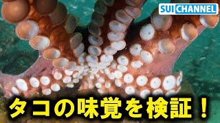 タコの味覚を水中で検証する！餌への反応の違いが明確に！？