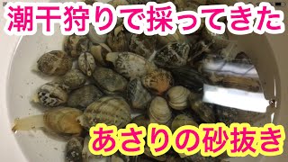 【あさり】新舞子海水浴場で潮干狩りで採ってきた！あさりの砂抜き！