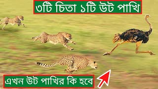 চিতার আক্রমণ কেন এত ভয়ঙ্কর।।Why Is A Cheetah Attack So Dangerous In Bangla।।Cheetah Facts In Bangla