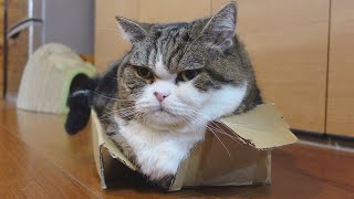 大事な箱に大きな猫が入っていて気が気じゃないねこ。-Miri is worried about the box Maru is in.-