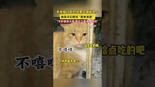 流浪猫见面就哈人，猫咪“对不起，我忘了是来要饭的”谁能拒绝傻憨憨的小猫咪 被你萌化了 分享有趣的视频