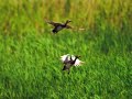 gadwall duck species profile