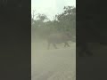 rhino attacks car