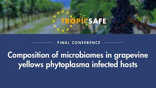 Nicoletta Contaldo - Composition of microbiomes in grapevine yellows phytoplasma infected hosts