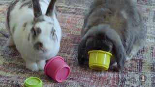 A Jersey woman turned her garage into a bunny café to house adoptable rabbits