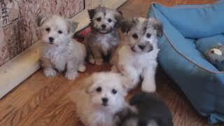 Cutest Havanese Puppies at Play