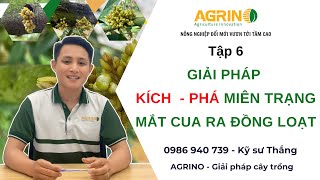 Giải pháp KÍCH - PHÁ miên trạng mắt cua ra đồng loạt | Cách kích mắt cua sầu riêng