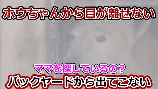 【字幕入り】ホウちゃんから目が離せない💗バックヤードの中から出てこない【天王寺動物園】