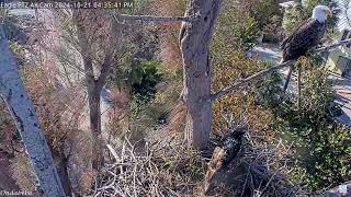 Captiva Eagles🔸Clive And The Young Juvenile Eagle -  Intruder🔸2024-10-21