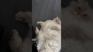 【バンッ】最後にウインクまでしてくれるいれぶん #cat #siberian #ネヴァマスカレード #猫 #サイベリアン #shorts