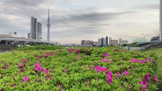 ツツジ　咲き始め　♬　隅田川テラス　汐入公園　　隅田川　白鬚橋　☆　東京スカイツリー　　2022年 4月19日 (火)