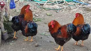 Golden Laced Wyandotte Roosters