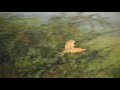 great bittern and sarus crane fight