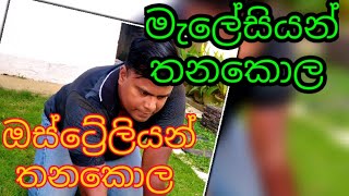 # ඔස්ට්‍රේලියන් තනකොල ## මැලේසියන් තනකොල ## published 29   nowember 2020 australian grass and malas