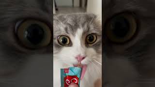 チュール食べる時の猫の目力がすごい！#shorts