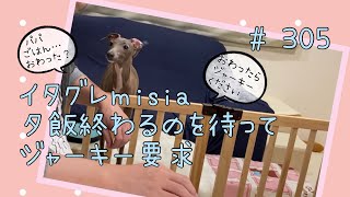 パパがご飯食べてる間は空気を読んで静かに待つイタグレパピーのｍｉｓｉａ(ミーシャ)【生後305日】【うちの子238日目】【イタリアングレーハウンド】【子犬】【イタグレパピー】