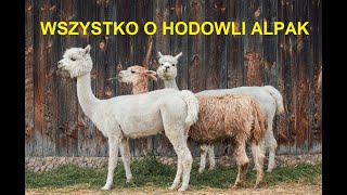 -7- ZWIERZĘTA GOSPODARSKIE: WSZYSTKO O HODOWLI ALPAK, OPŁACALNOŚĆ, WYMAGANIA, PORADY