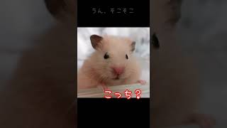 寝癖がついたハムスターおもち Hamster Omochi has bed hair. #shorts #short