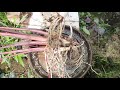 59 colocasia black magic propagation stem split